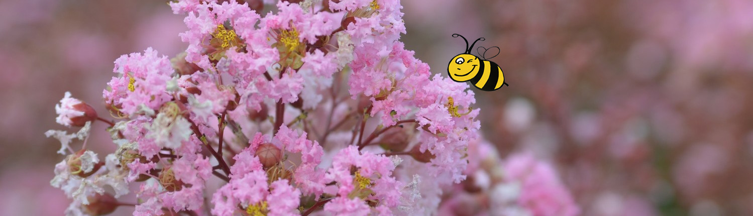 Lagerstroemia bijenplant
